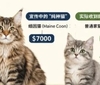 花大钱买“纯种猫” 结果竟是假货