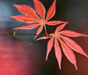 新研究发现植物叶片性状与火灾风险有关联